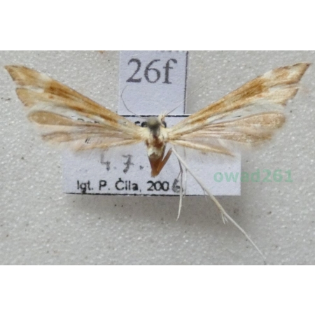 Cnaemidophorus rhododactyla (Denis & Schiffermüller, 1775) Czech26f